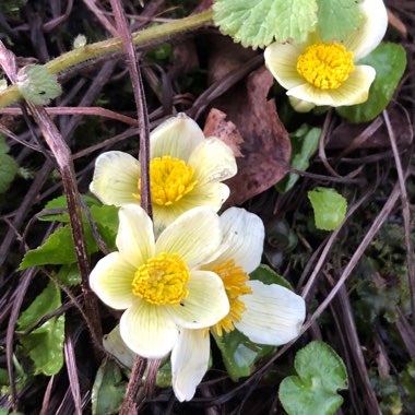 Caltha Palustris Alba