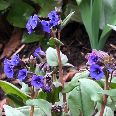 Pulmonaria 'Blue Ensign'