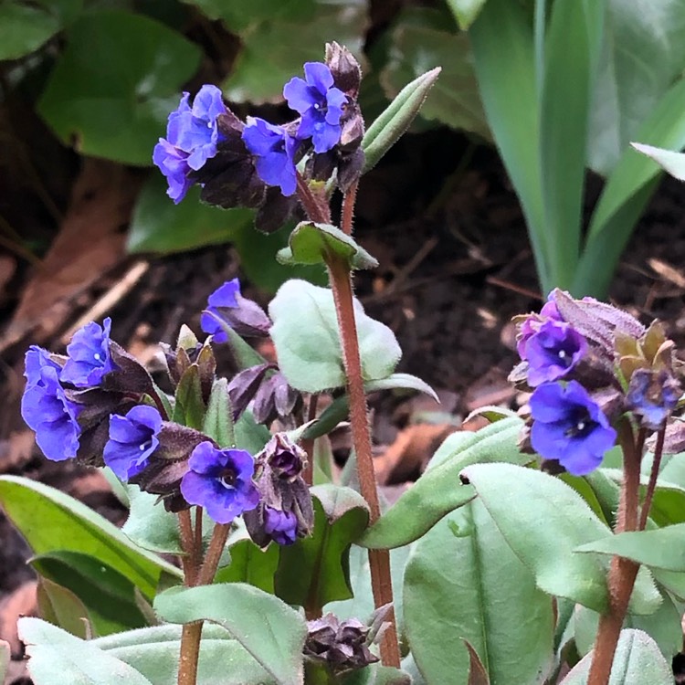 Plant image Pulmonaria 'Blue Ensign'