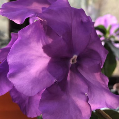 Brunfelsia pauciflora syn. Brunfelsia calycina