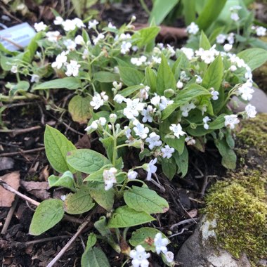 Omphalodes verna 'Alba'