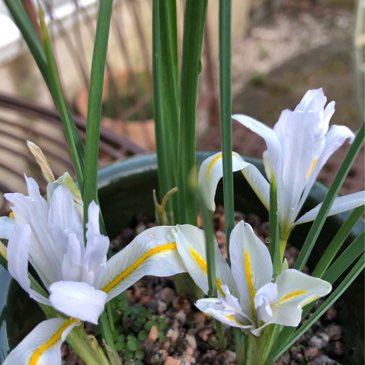 Plant image Iris 'White Caucasus' syn. Iris reticulata 'White Caucasus'