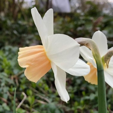 Narcissus 'Katie Heath'