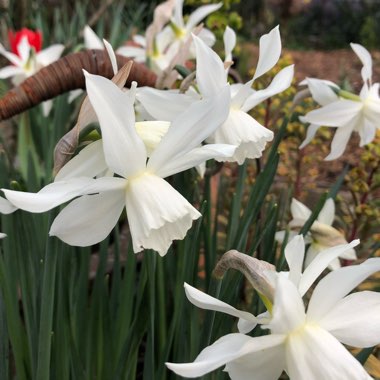 Narcissus 'Thalia' syn. Narcissus triandrus 'Thalia'