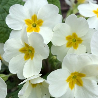 Primula vulgaris