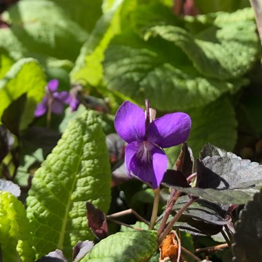 Viola labradorica