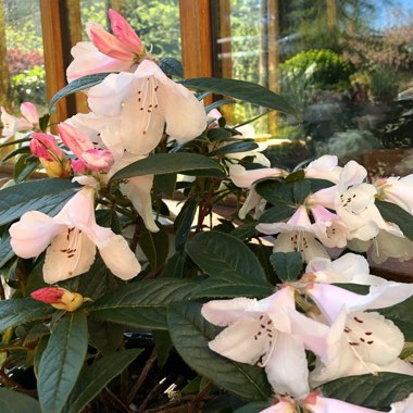 Rhododendron 'Tinkerbird'