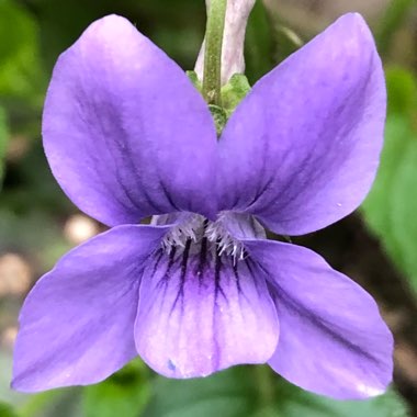 Viola