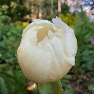 Paeonia 'Starlight'