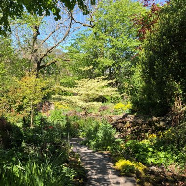 Cornus controversa 'Variegata'