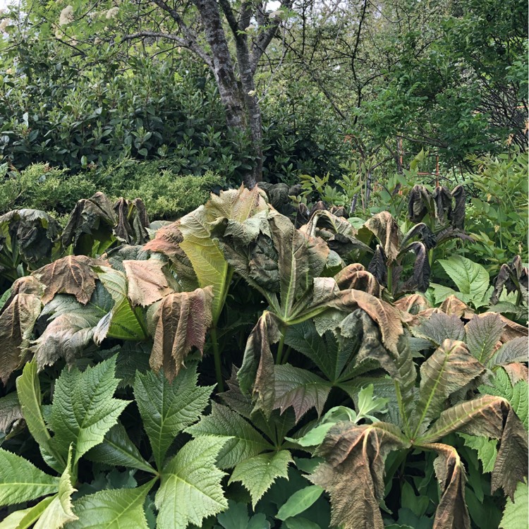 Plant image Rodgersia podophylla 'Rotlaub'