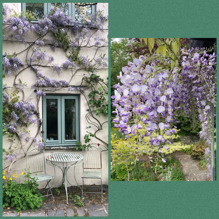 Plant image Wisteria x formosa 'Issai' Mini-standard