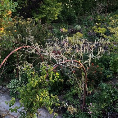 Wisteria sinensis 'Alba'