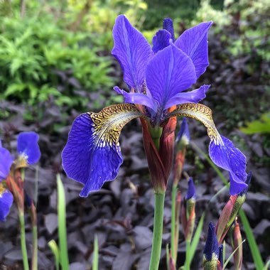 Iris sibirica