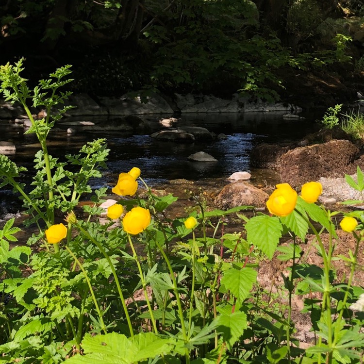 Plant image Trollius altaicus