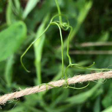 Lathyrus latifolius