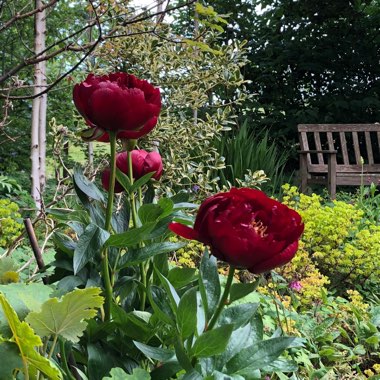 Paeonia 'Buckeye Belle'