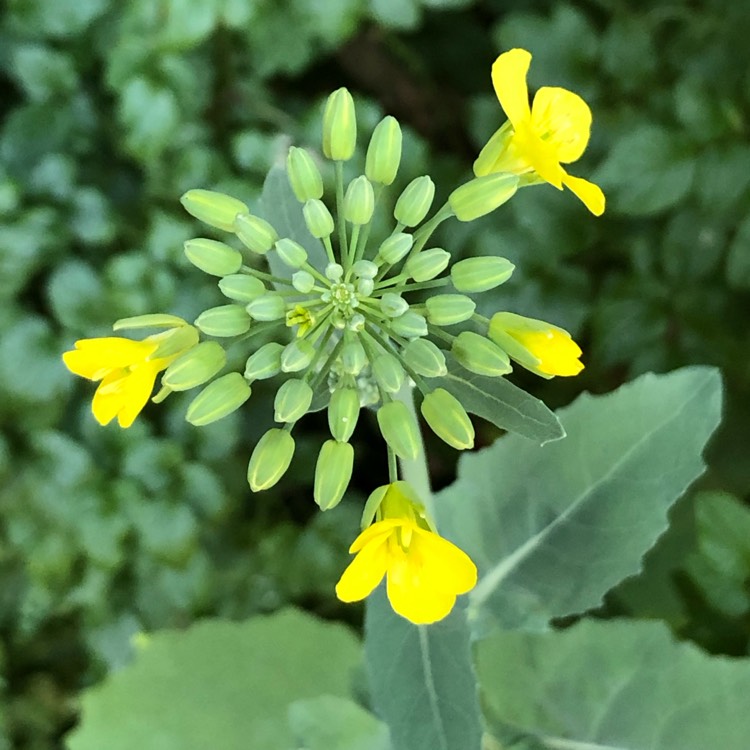 Plant image Brassica napus