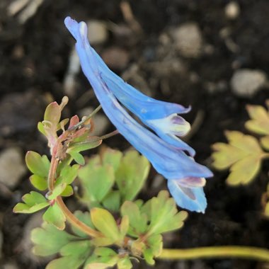 Corydalis flexuosa 'Purple Leaf'