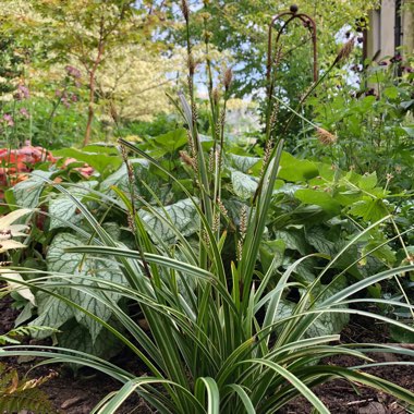 Carex morrowii 'Ice Dance'