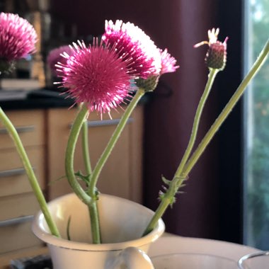 Cirsium rivulare 'Atropurpureum'