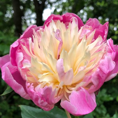 Paeonia lactiflora 'White Cap'