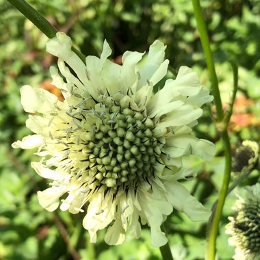 Cephalaria gigantea syn. Cephalaria caucasica ; Cephalaria tatarica