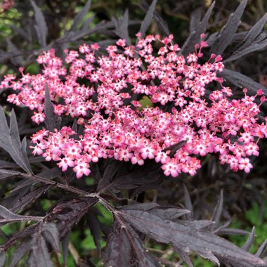 Sambucus nigra f. porphyrophylla 'Eva' syn. Sambucus nigra f. porphyrophylla 'Black Lace', Sambucus nigra 'Black Lace'