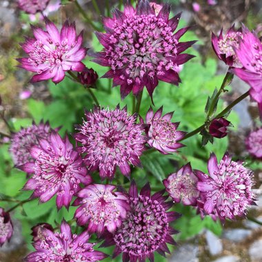 Astrantia 'Hadspen Blood'