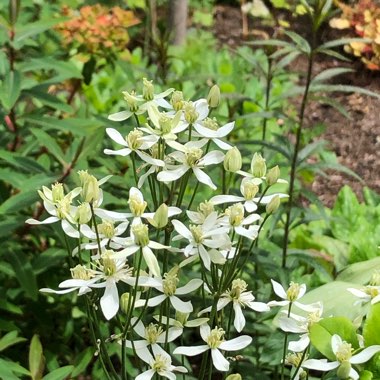 Clematis recta 'Purpurea'