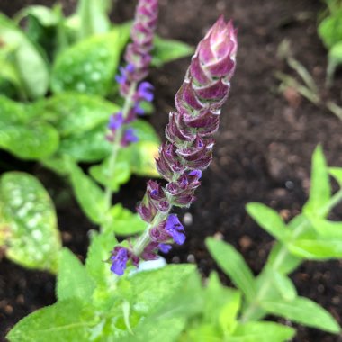 Salvia nemorosa 'Lubecca'