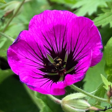 Geranium psilostemon