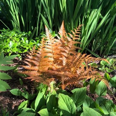 Dryopteris Erythrosora