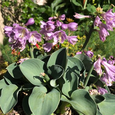 Hosta 'Blue Mouse Ears'