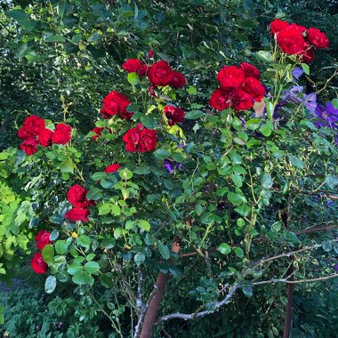 Rosa 'Macdub' syn. Rosa 'Dublin Bay'