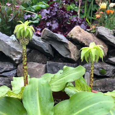 Eucomis bicolor