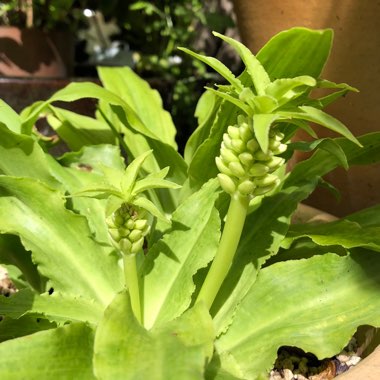 Eucomis autumnalis