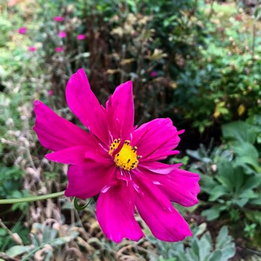 Cosmos bipinnatus 'Dazzler'