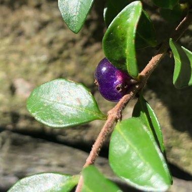 Lonicera ligustrina 'Elegant' syn. Lonicera nitida 'Elegant'