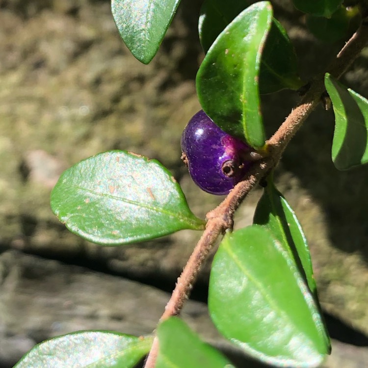 Plant image Lonicera ligustrina 'Elegant' syn. Lonicera nitida 'Elegant'