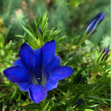 Gentiana ‘Murrayfield'