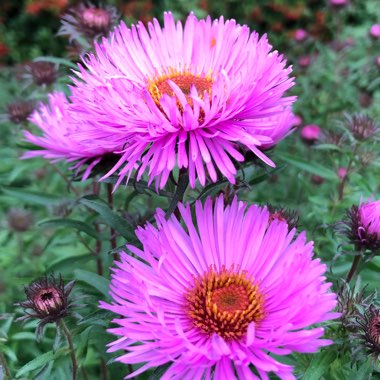 Symphyotrichum novae-angliae