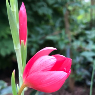 Hesperantha coccinea 'Oregon Sunset' syn. Schizostylis coccinea 'Oregon Sunset'