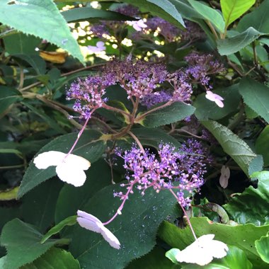 Hydrangea aspera 'Villosa'