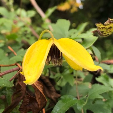 Clematis tangutica 'Bill MacKenzie'