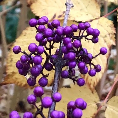 Callicarpa Bodinieri