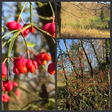 Euonymus europaeus