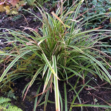 Carex morrowii 'Ice Dance'