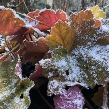 Heuchera 'Peach Flambe'