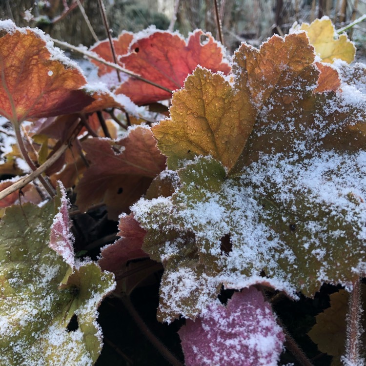 Plant image Heuchera 'Peach Flambe'